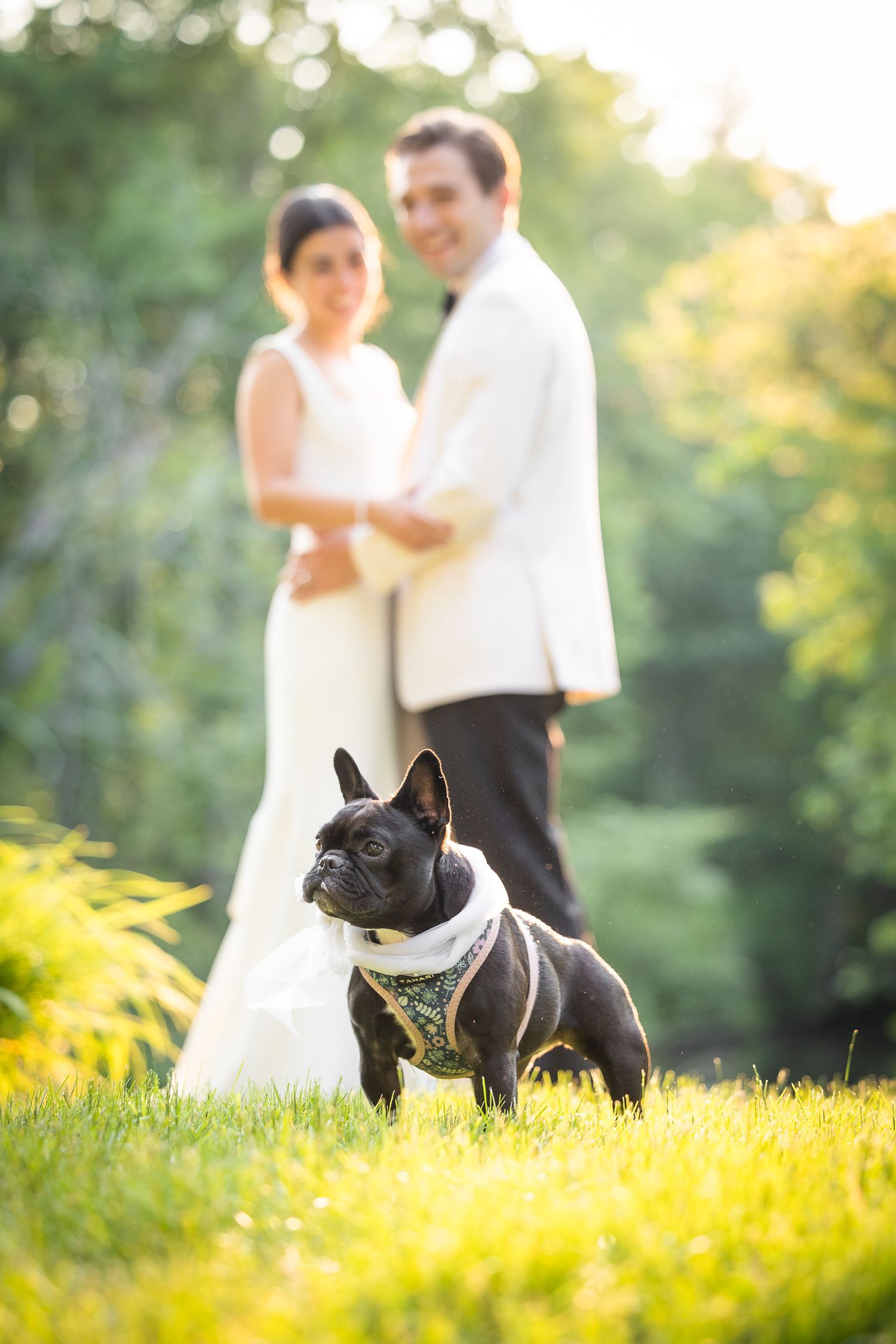 French bulldog in formal wear poses while couple stands in background during wedding photoshoot.