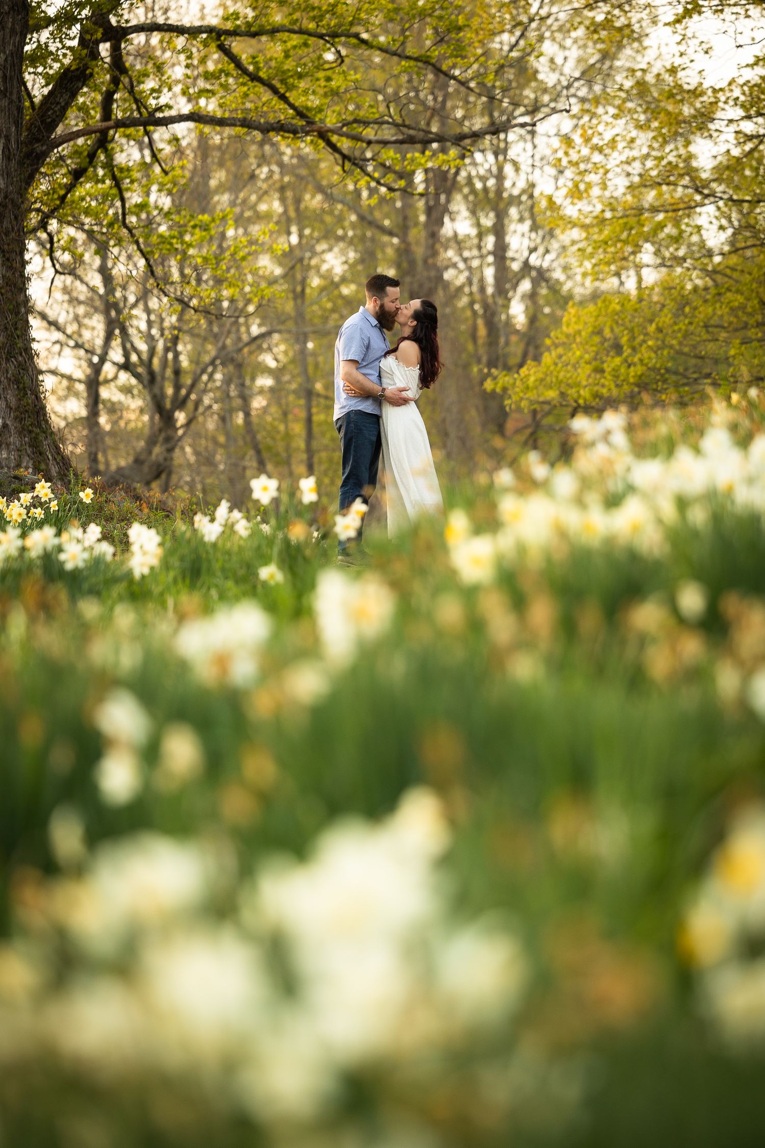 A romantic couple embraces in a spring garden filled with blooming daffodils under golden sunlit trees.