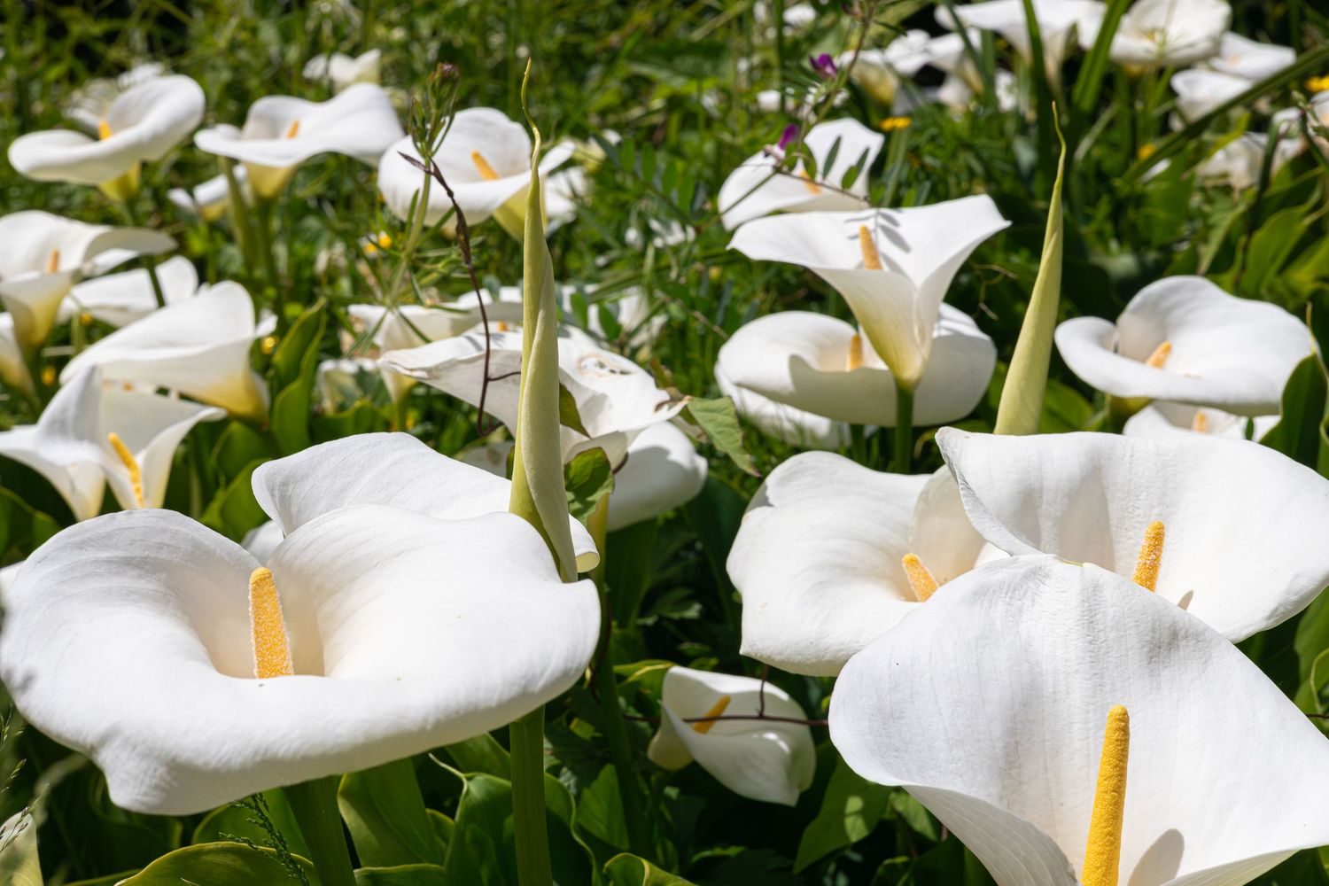 Hendricks Park - Calla Lily