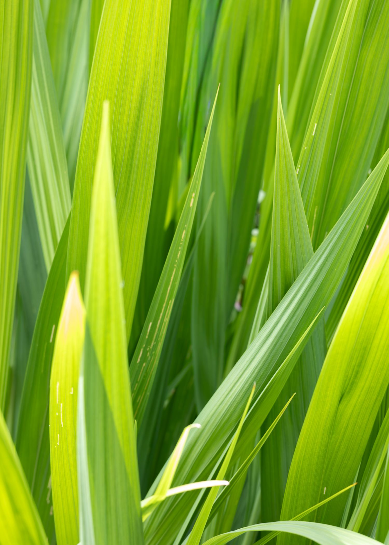 Hendricks Park - Grass
