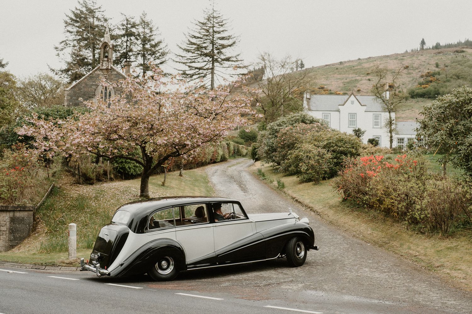 A vintage two-tone car parked on a hill with blooming cherry trees and a house in the background.