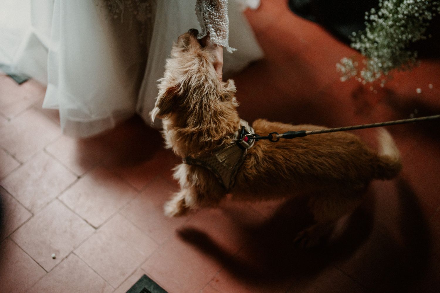A small brown dog on a leash stands on terracotta tiles near a white dress.