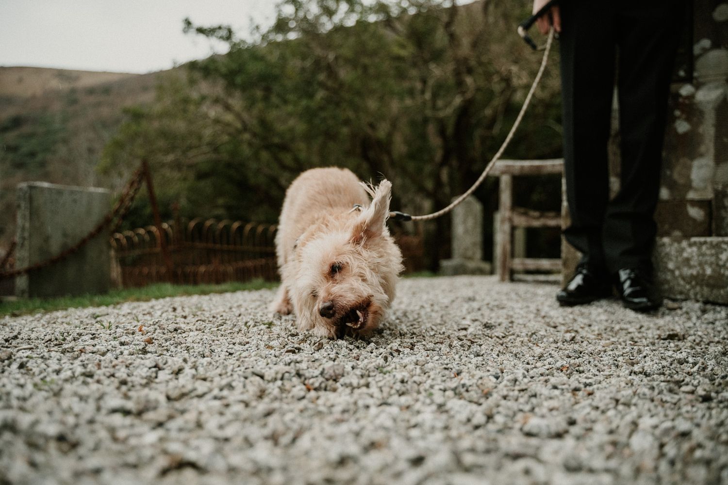 A small dog walking on gravel outside during a wedding celebration.