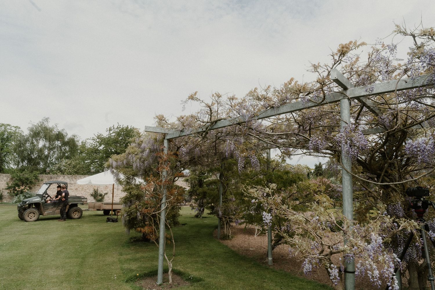 Wisteria-draped pergola with purple blooms in a lush garden, utility vehicle and white tent in background.