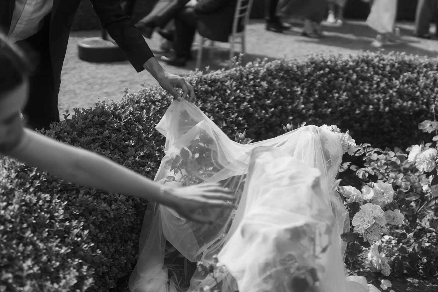 Black and white photo of a bride's wedding dress train being adjusted near garden hedges.