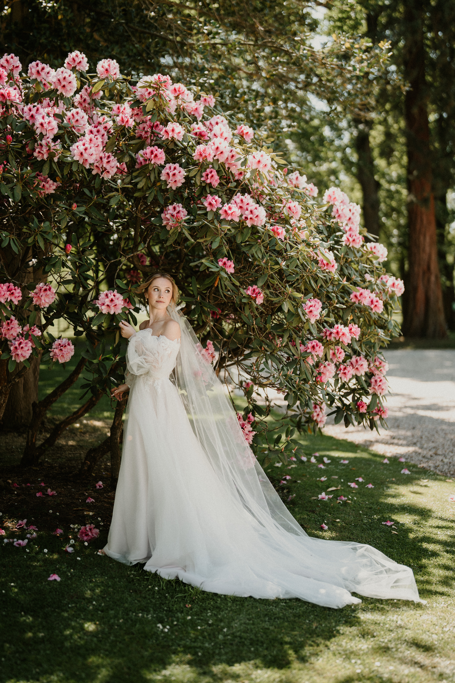 Bride in white gown with long train stands beside blooming pink rhododendron bushes in a lush green garden.