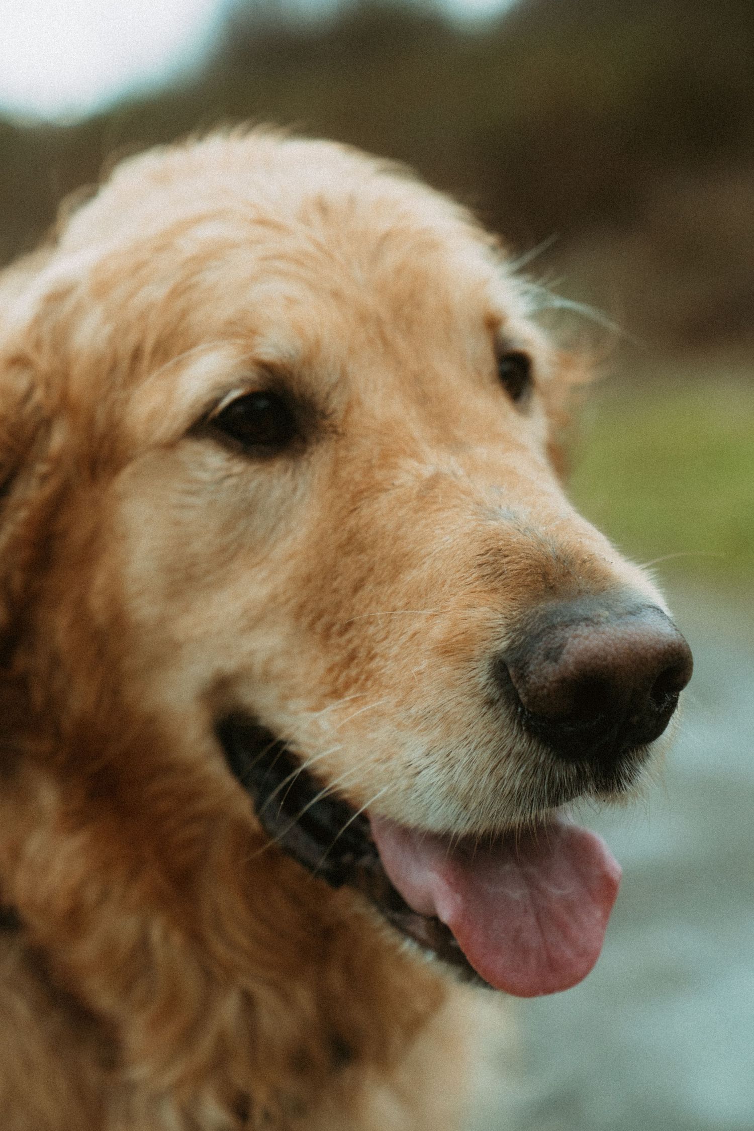 Close-up portrait of a happy golden retriever dog with tongue out and warm golden fur.