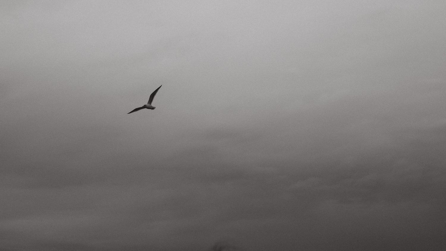 Single seagull flying through moody overcast cloudy sky captured in black and white photography.
