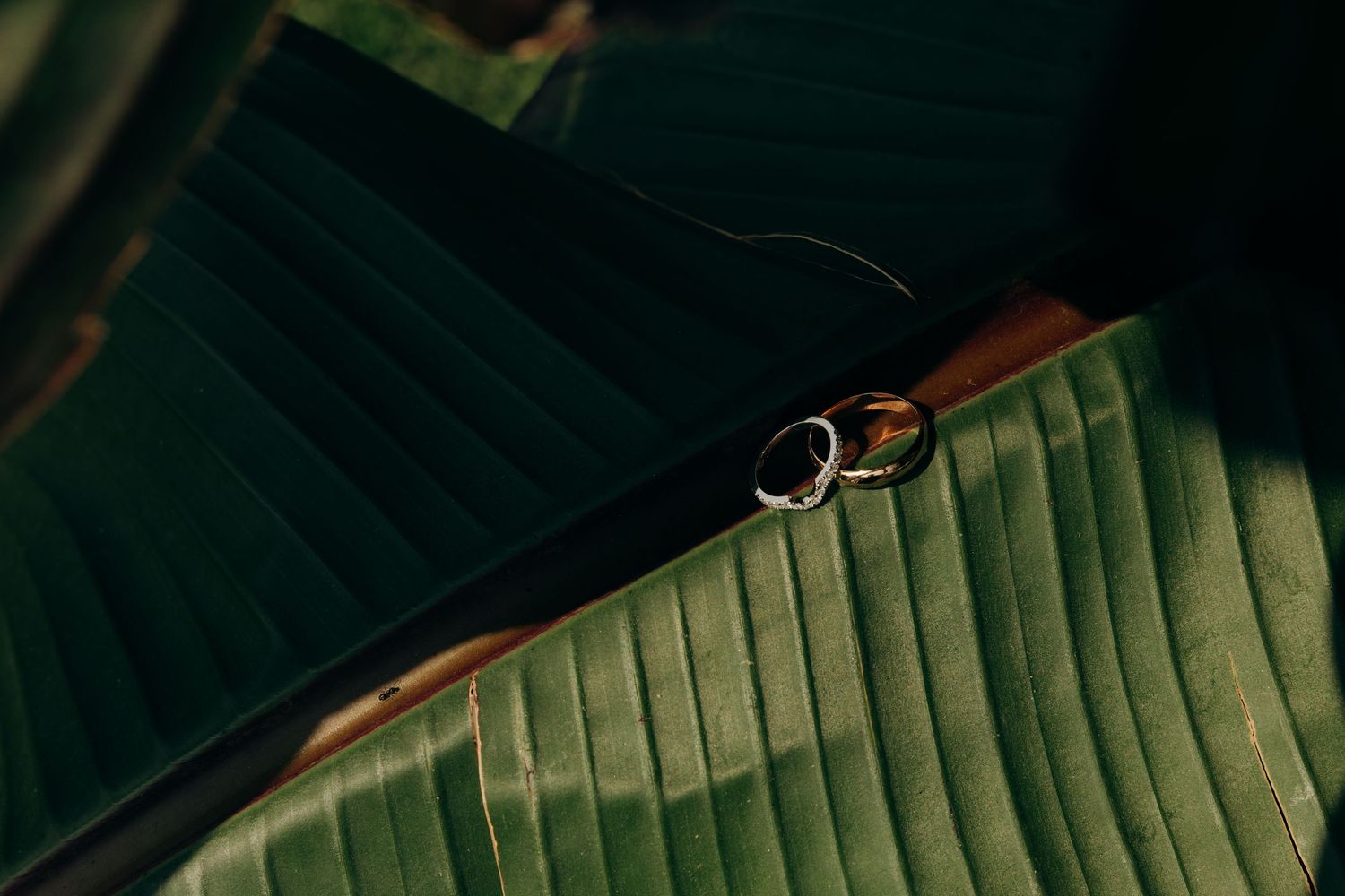 Close-up detail of large tropical green leaves creating natural texture and pattern.