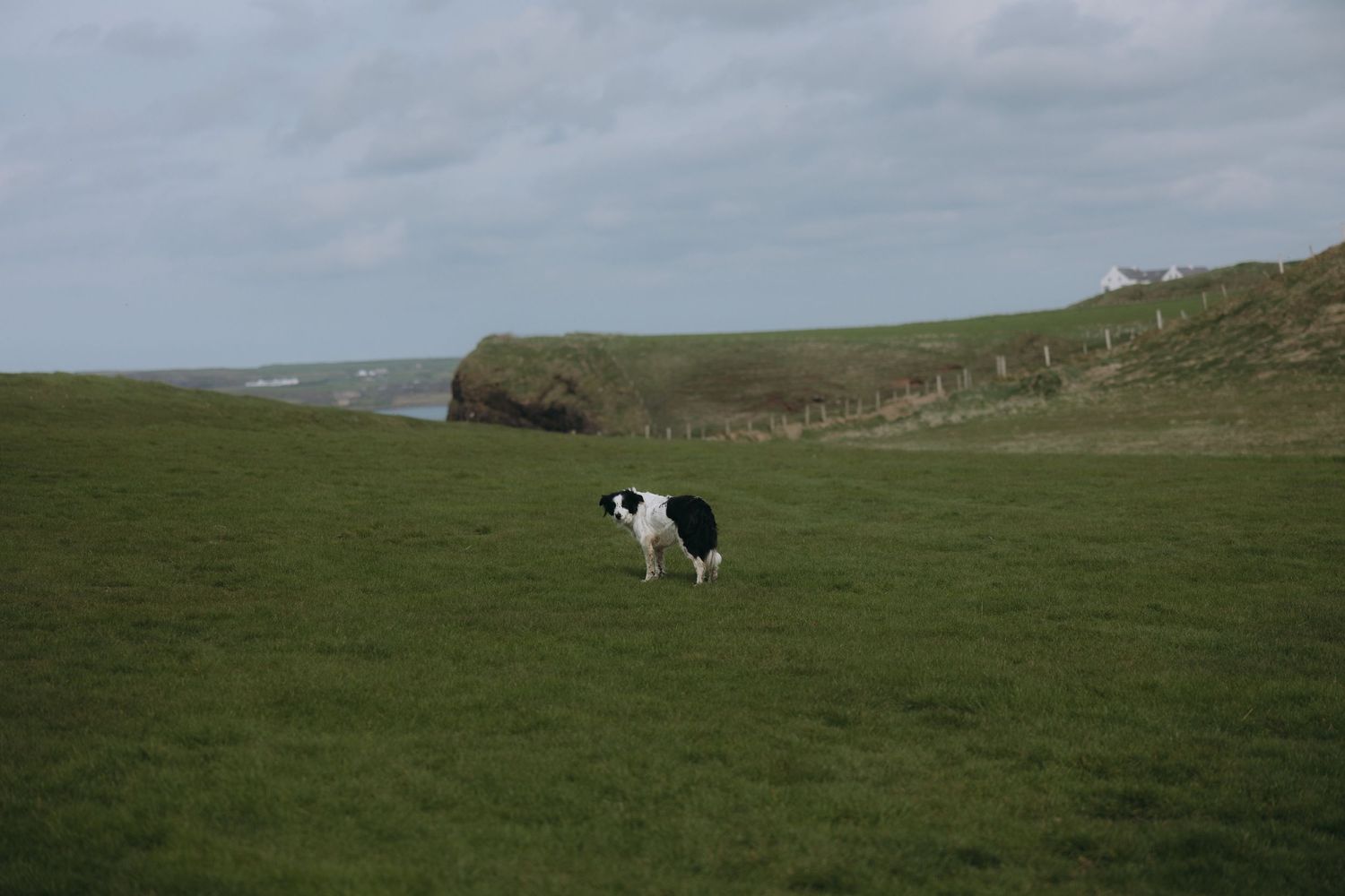 A black and white cow grazes on green coastal cliffs overlooking the ocean on a cloudy day.