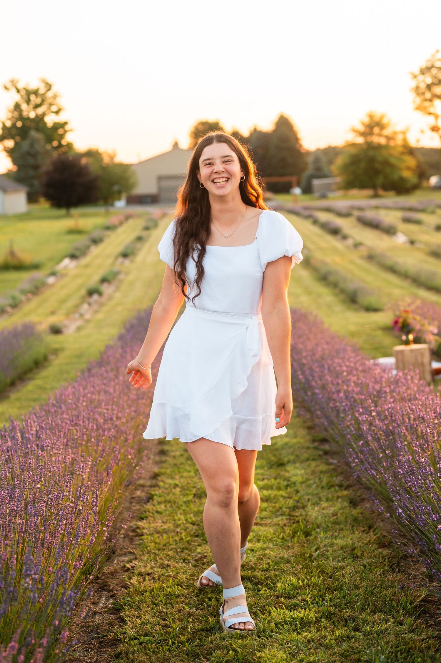 Rows of blooming lavender create beautiful lines in a garden during sunset.