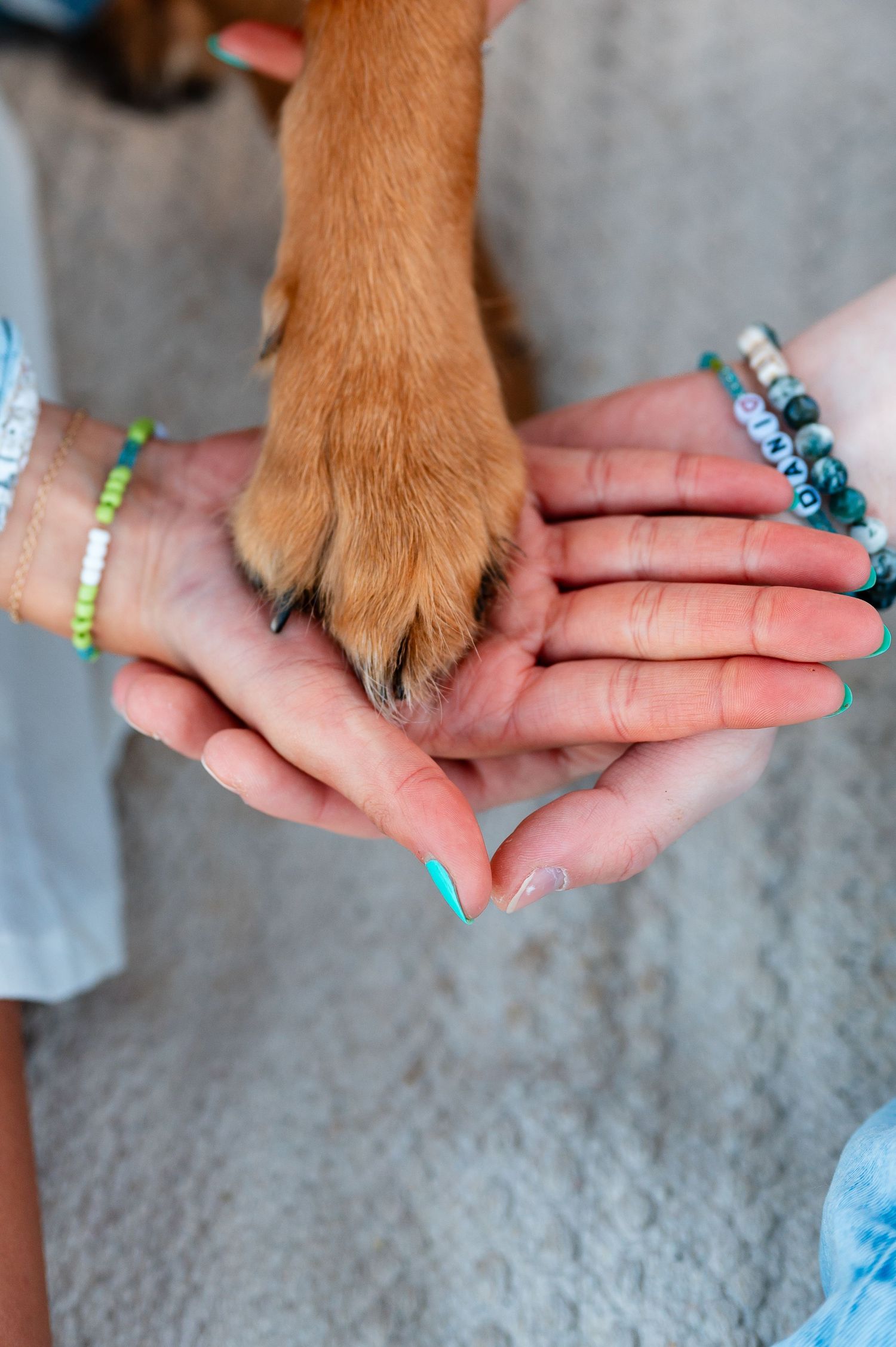 Close-up shots of dog paws being held gently in hands with owners hands.