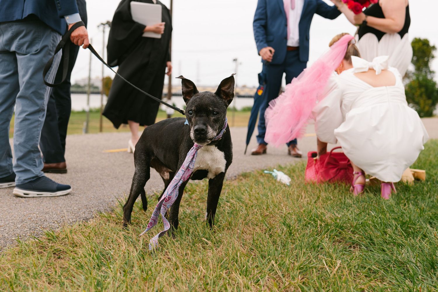 Black and white dog on leash at outdoor elopement with pink accents.