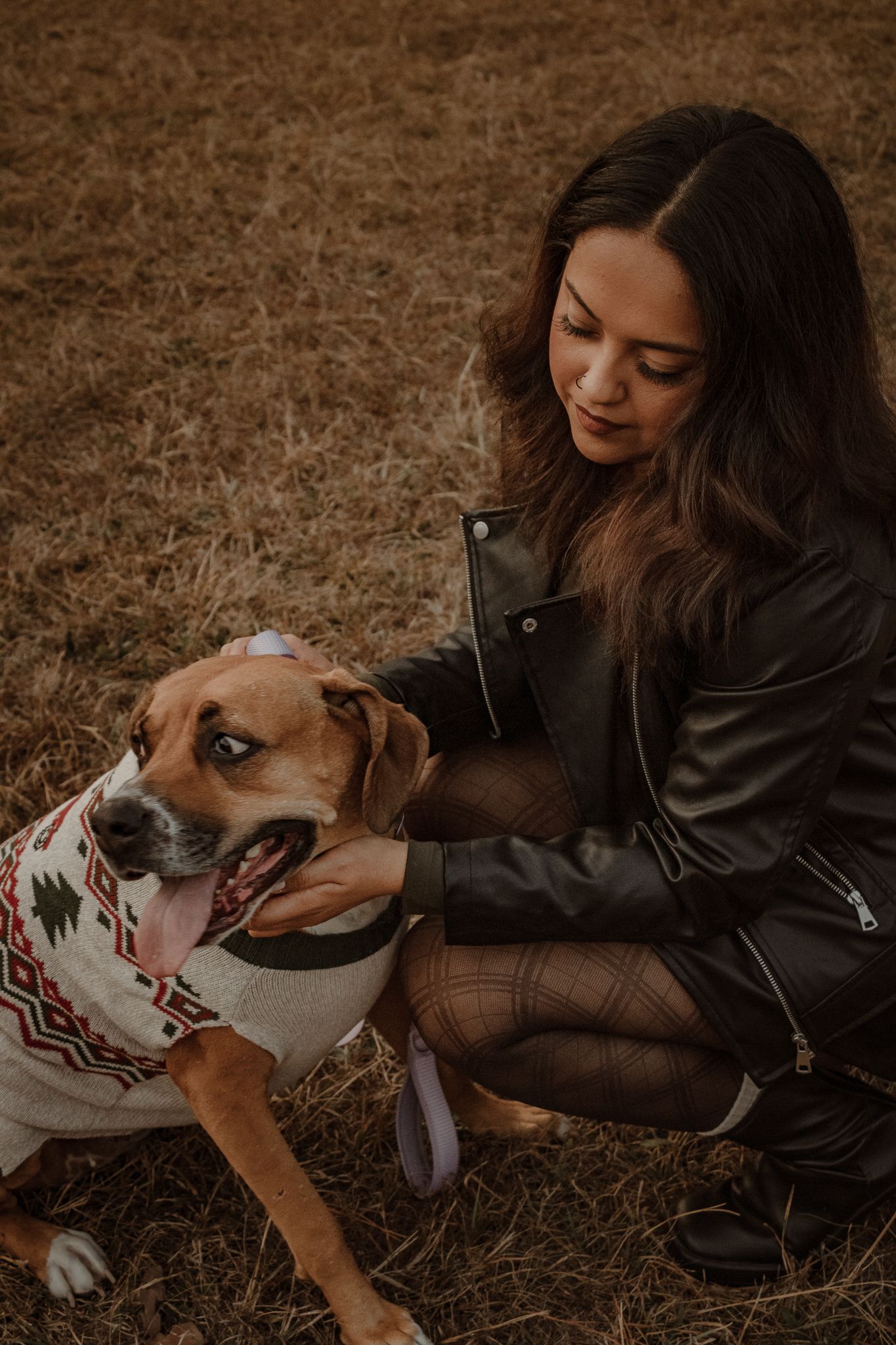 A series of warm-toned photos showing someone petting and bonding with their white and brown bulldog on dry grass.