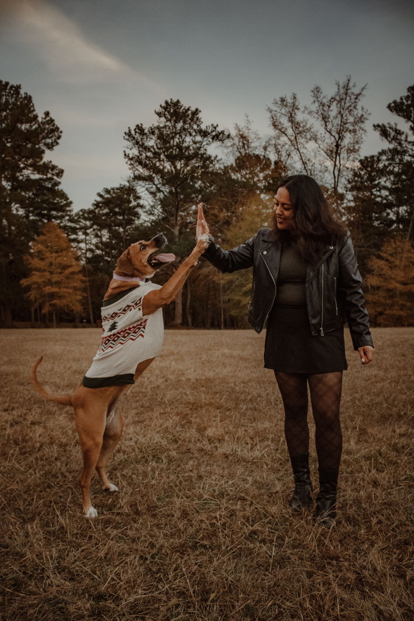 A couple dances playfully together in a golden autumn field at sunset with tall pine trees in the background.