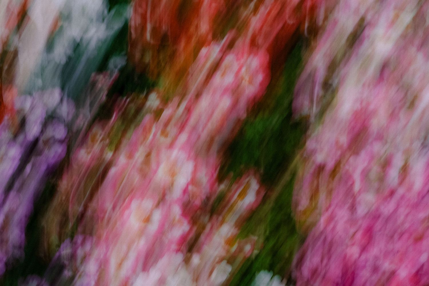 Abstract blurred motion photograph of colorful pink, red, and purple flowers in a garden.