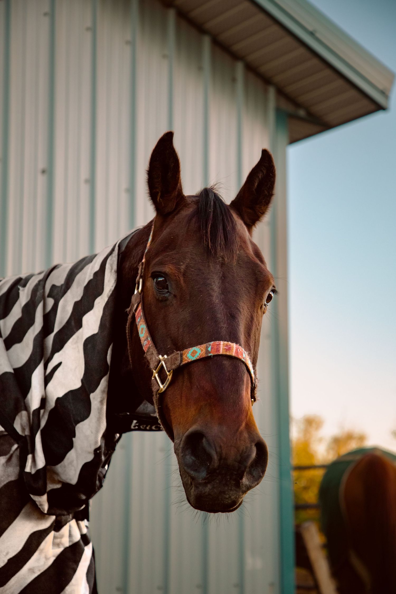 A brown horse wearing a zebra-striped blanket and colorful halter stands near a barn.