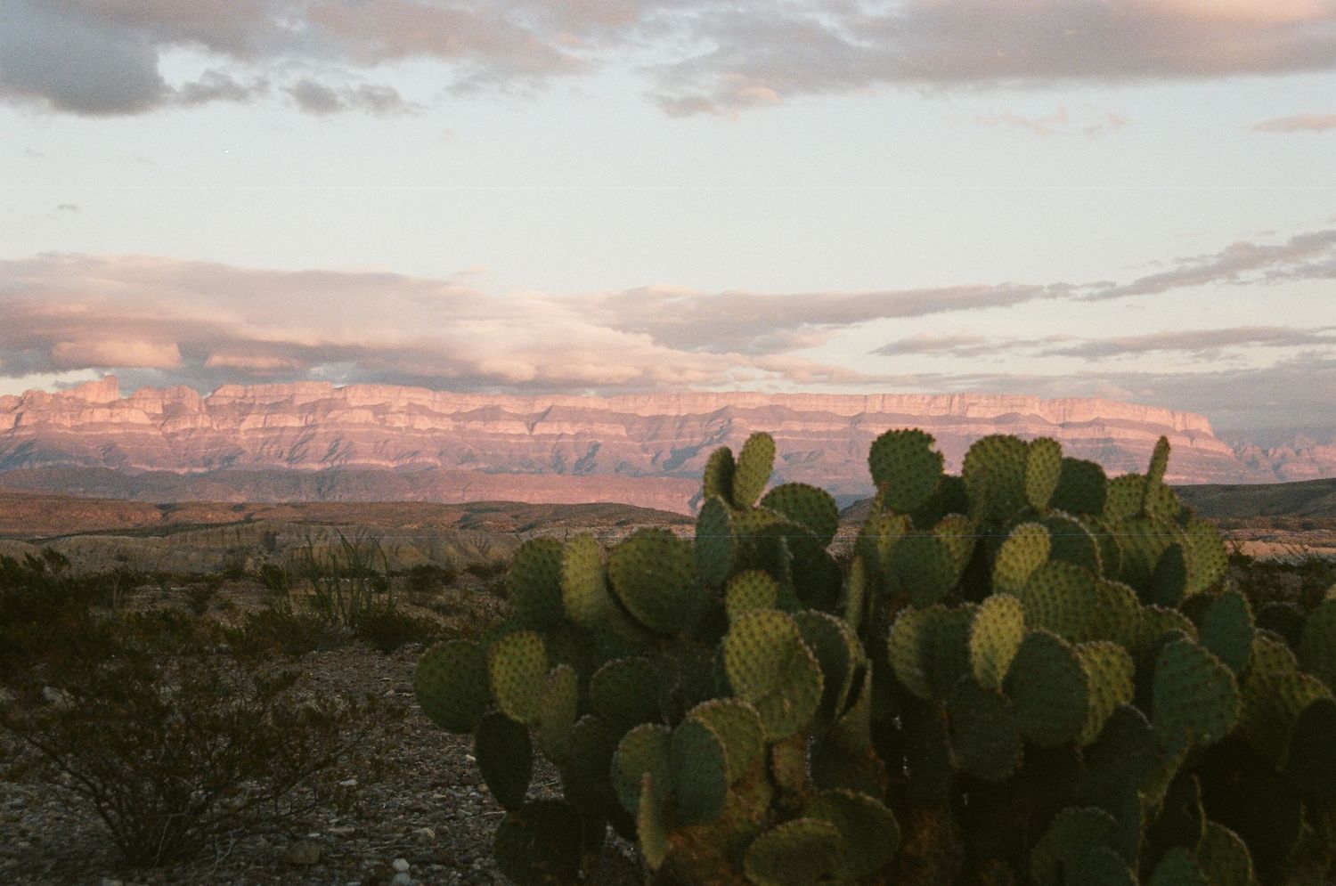 film photo of desert and cactus