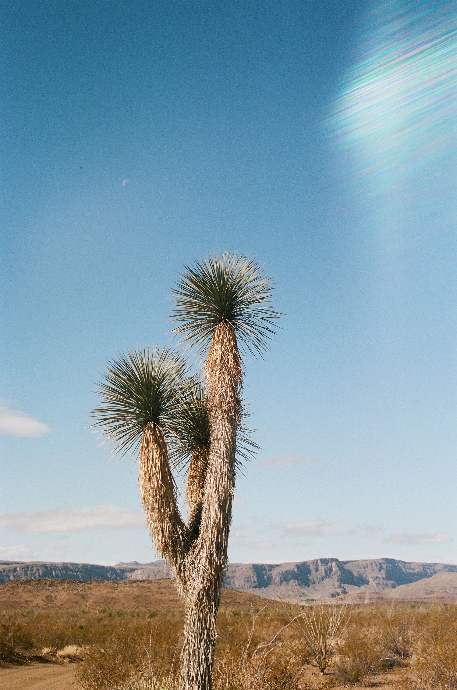 film photo of yucca plant and light leak
