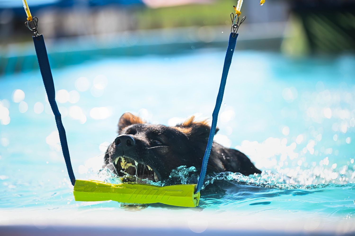German Shepherd during Hydro Dash event
