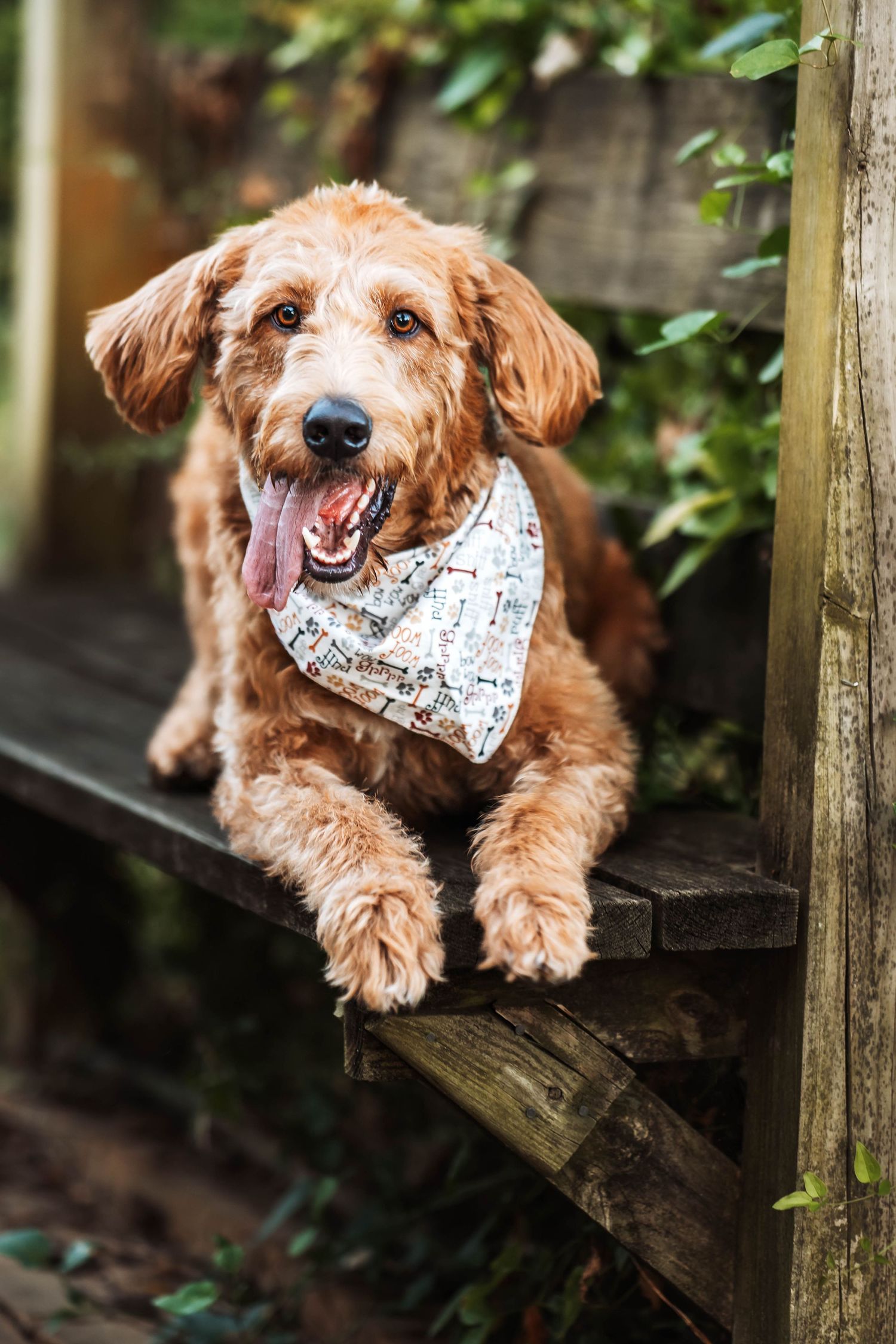 Professional pet photography near Cleveland, Ohio.
