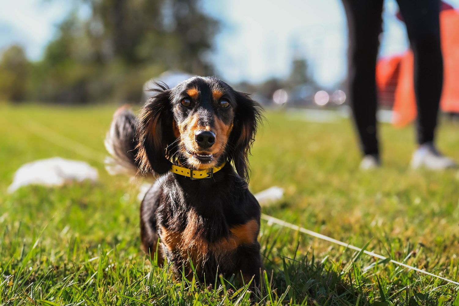 Black and tan dachshund during Fast CAT trial in Ohio