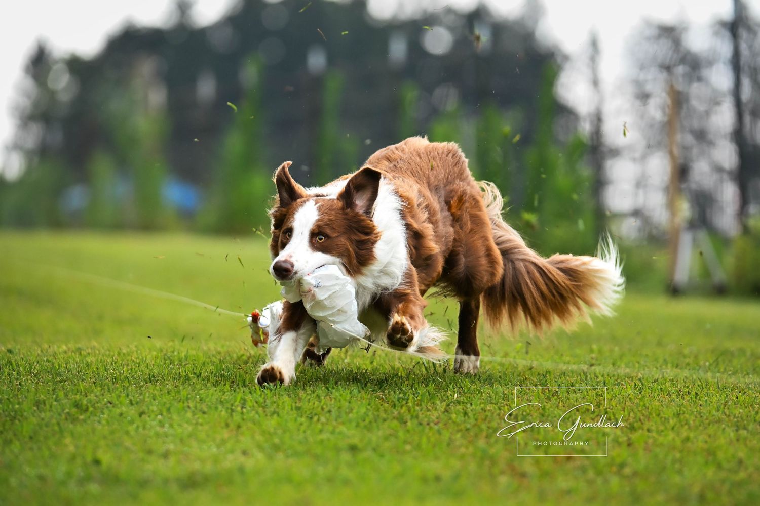 Border collie dog sport photography near Ohio