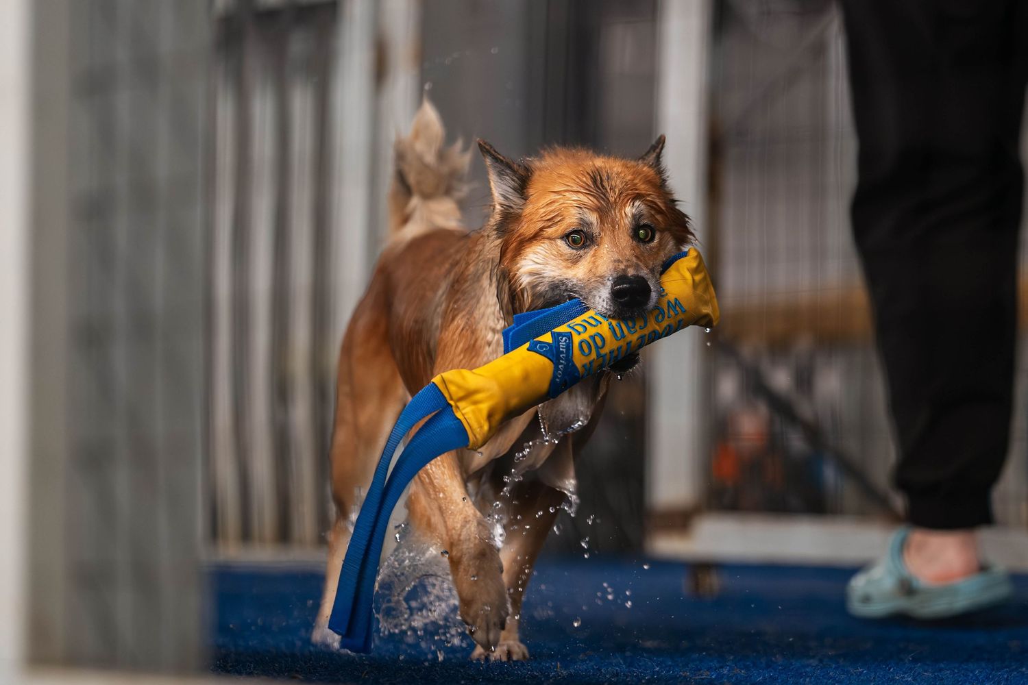 Icelandic Sheepdog dock diving photography