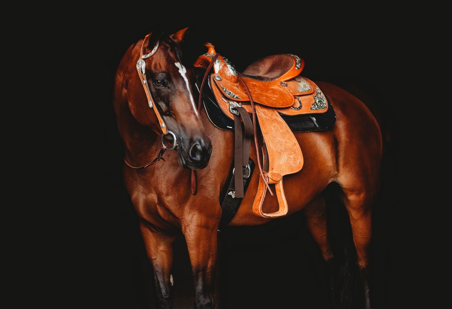 Black background equine session