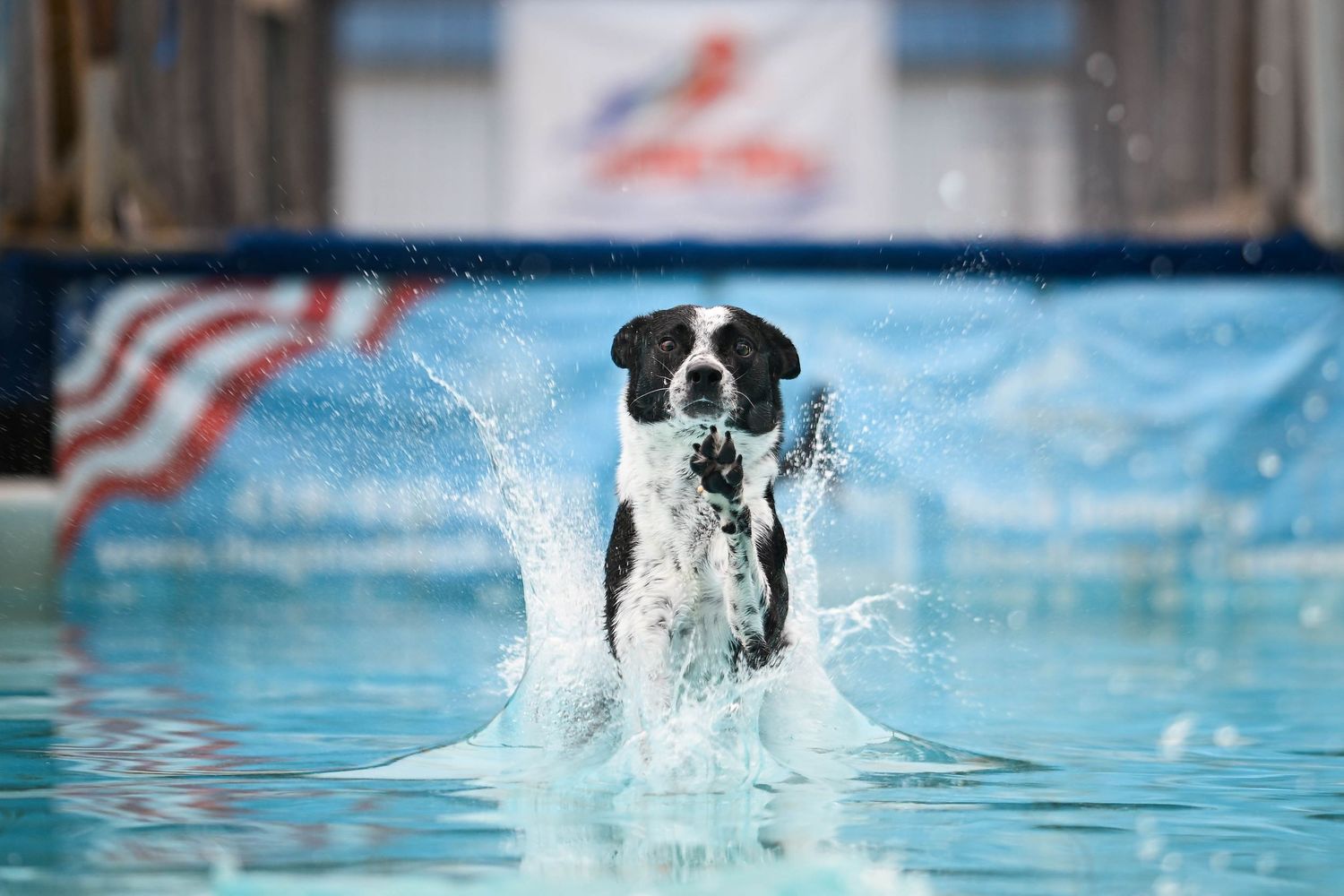 Dock diving dog sport photographer in Ohio