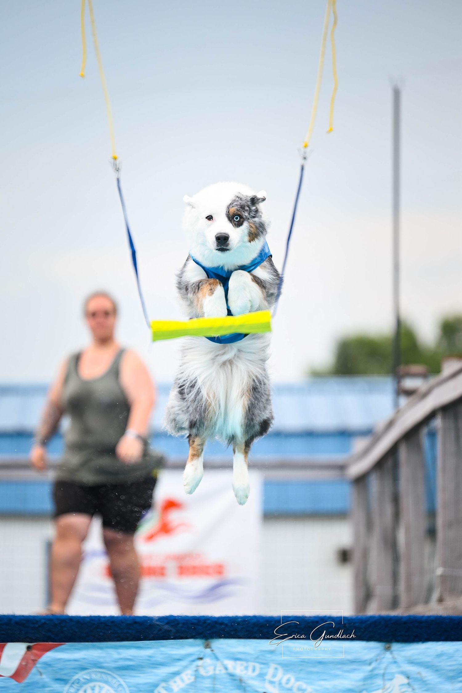 Air retrieve australian shepherd dog sport photography in Ohio