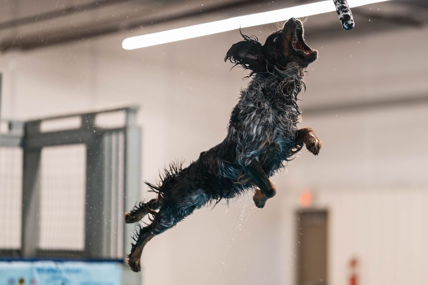NADD dock diving dog sport photo