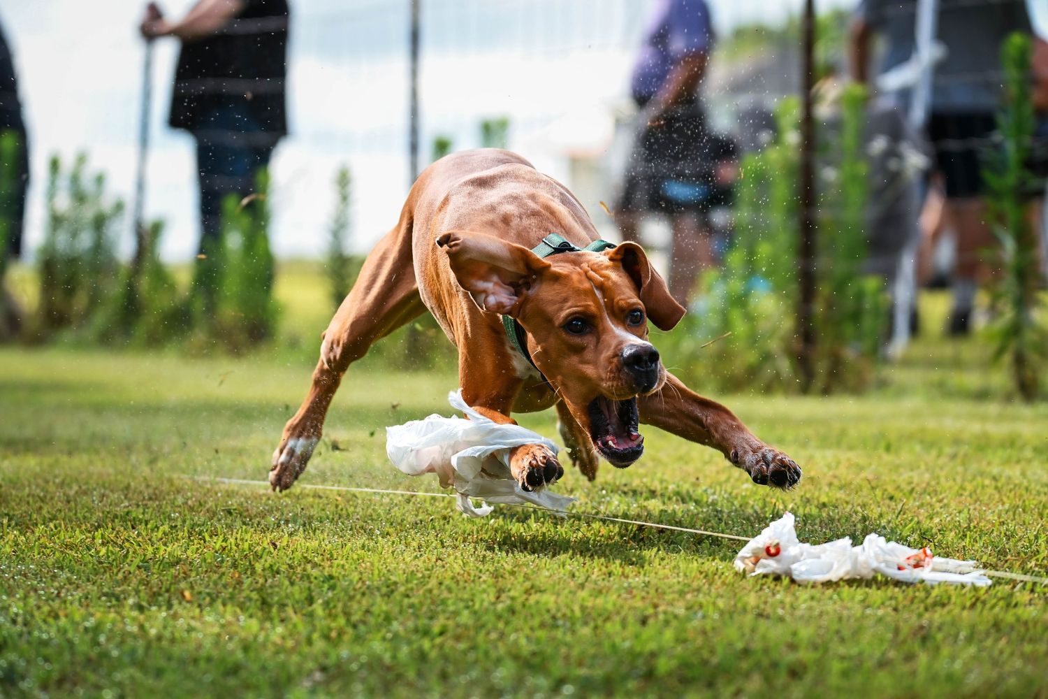 Fast CAT dog sport photographer in Ohio