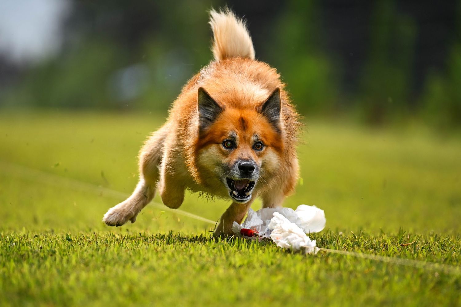 Icelandic Sheepdog Fast CAT dog sport photography