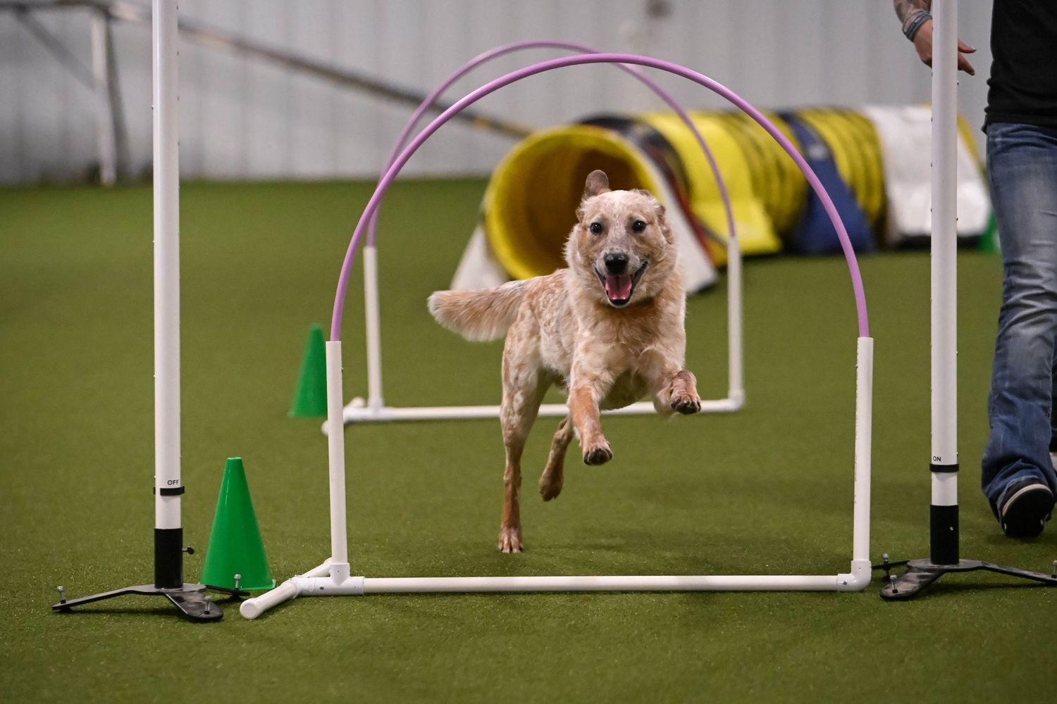 Agility dog sport photography in Ohio