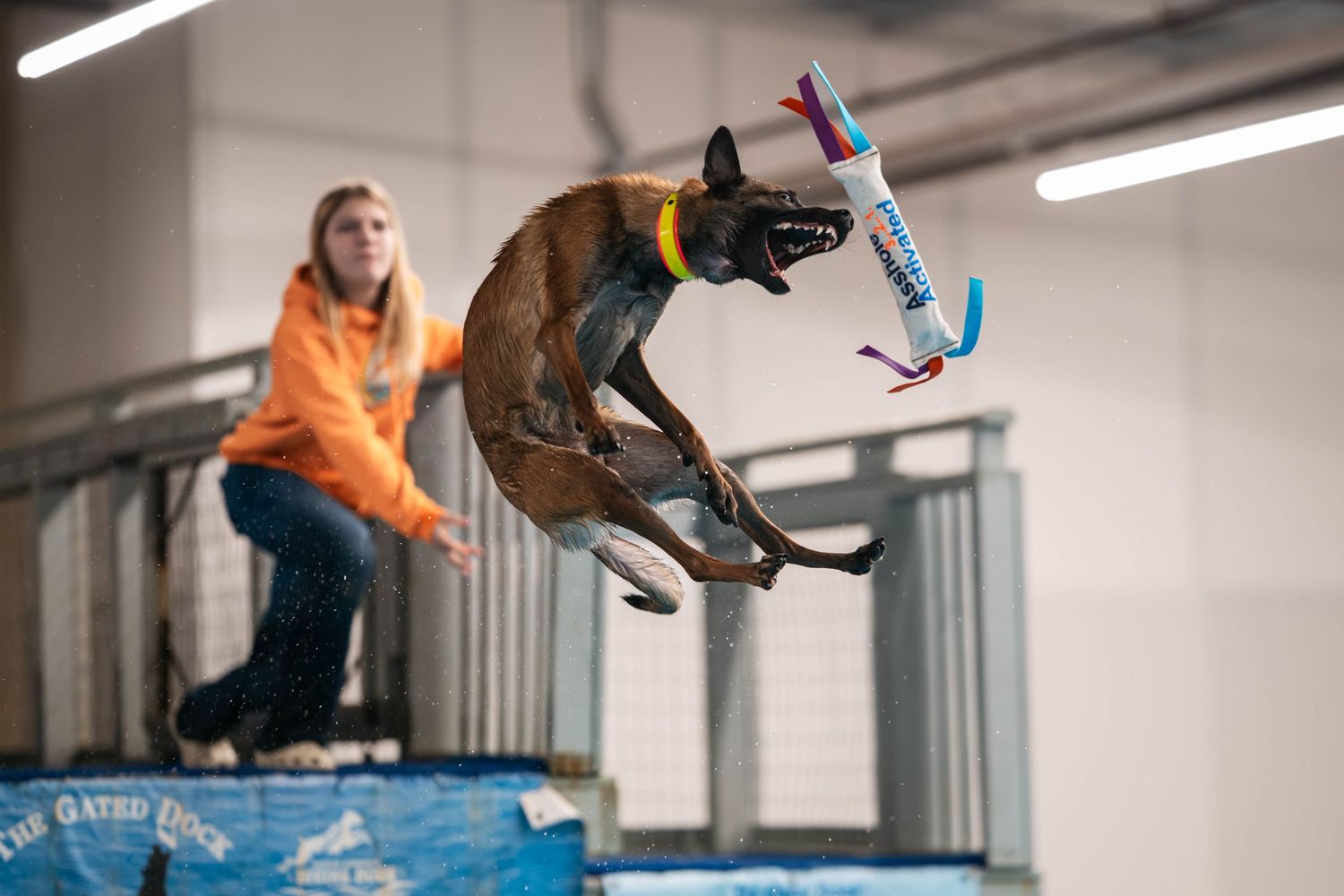 Dock Diving Belgian Malinois at the Gated Dock. Erica Gundlach Photography