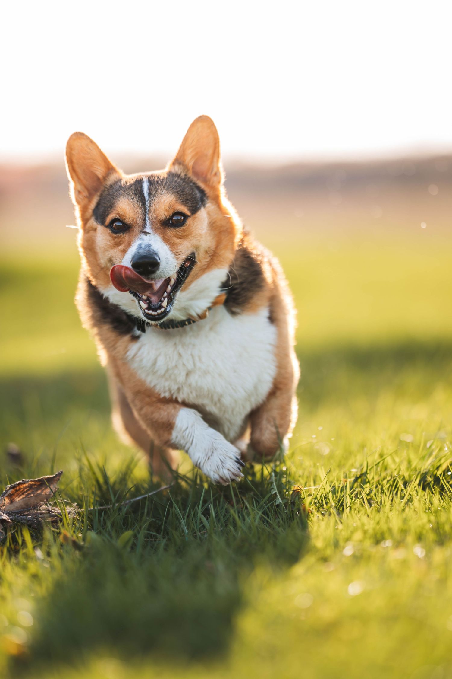 corgi photography
