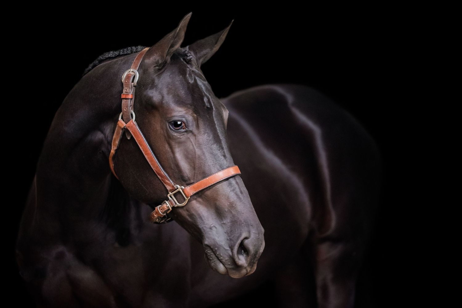 Black background equine portrait session near Cleveland, Ohio