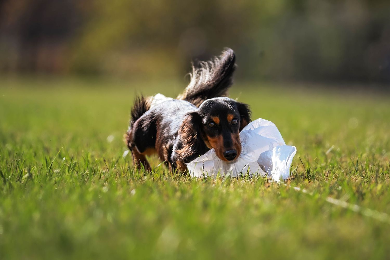 Dachshund during Fast CAT trial in Ohio