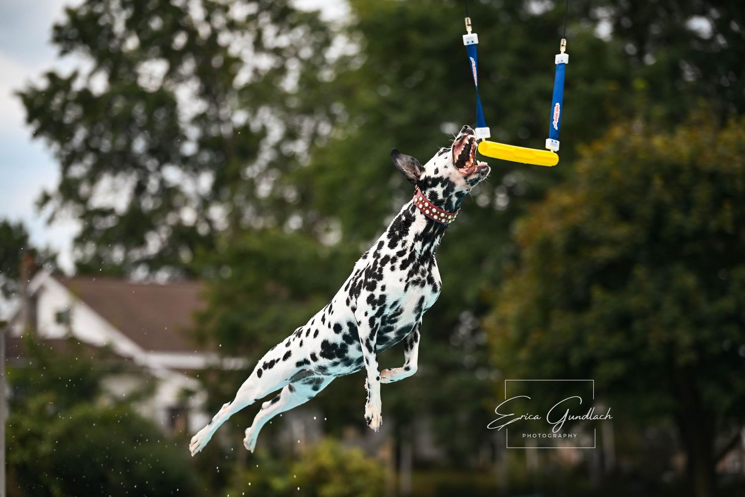 Dalmatian dock diving dog sport photography