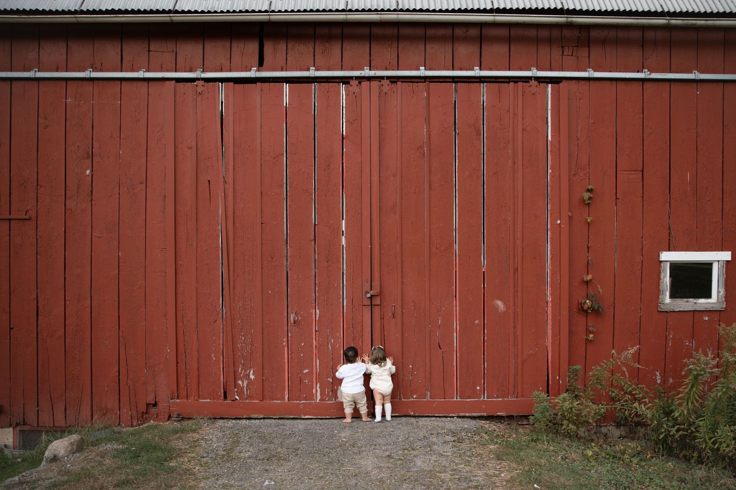 Two small dogs stand in front of a large weathered red barn door with white trim and a small window.
