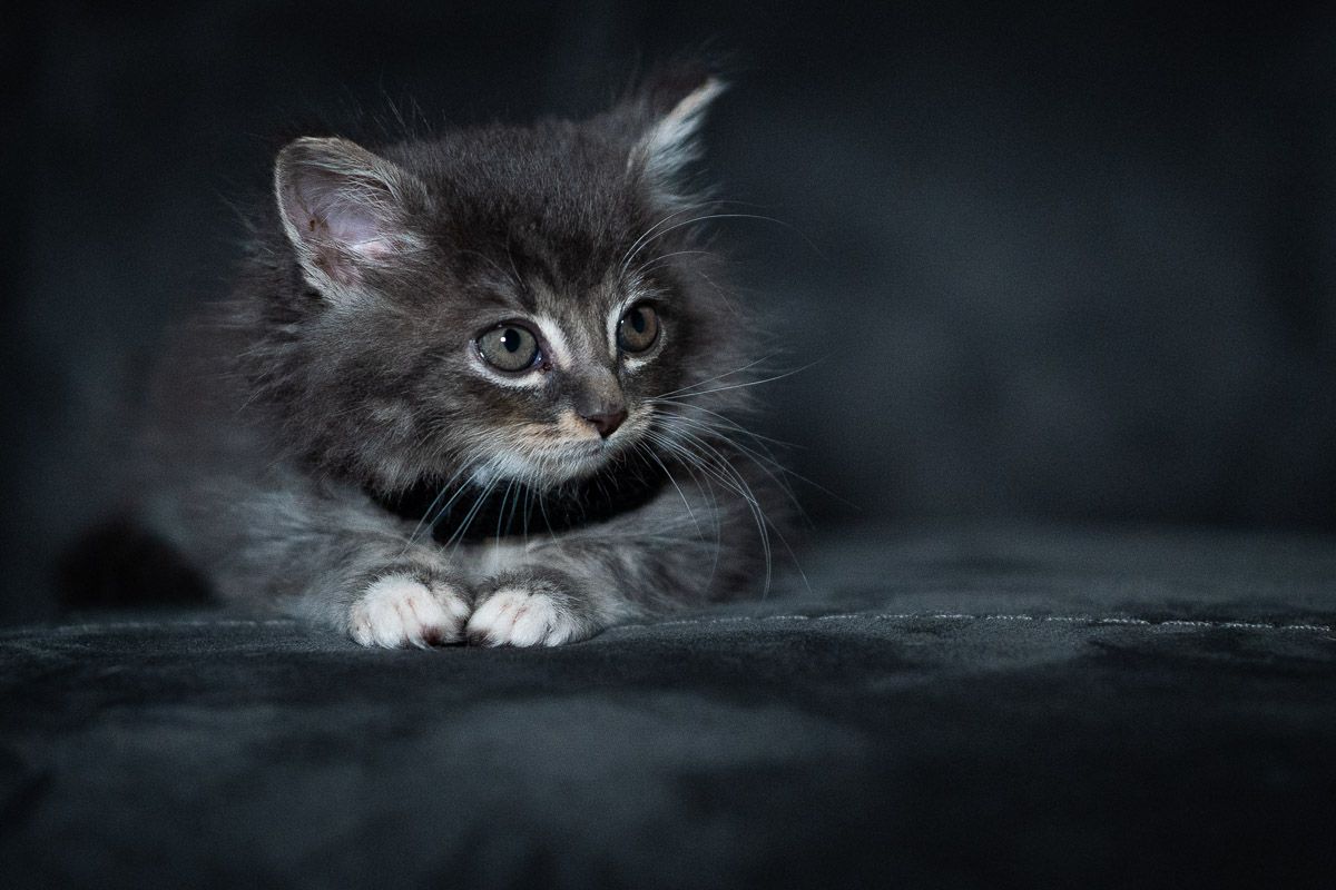 A fluffy grey kitten with bright eyes peers intensely at the camera against a dark background.