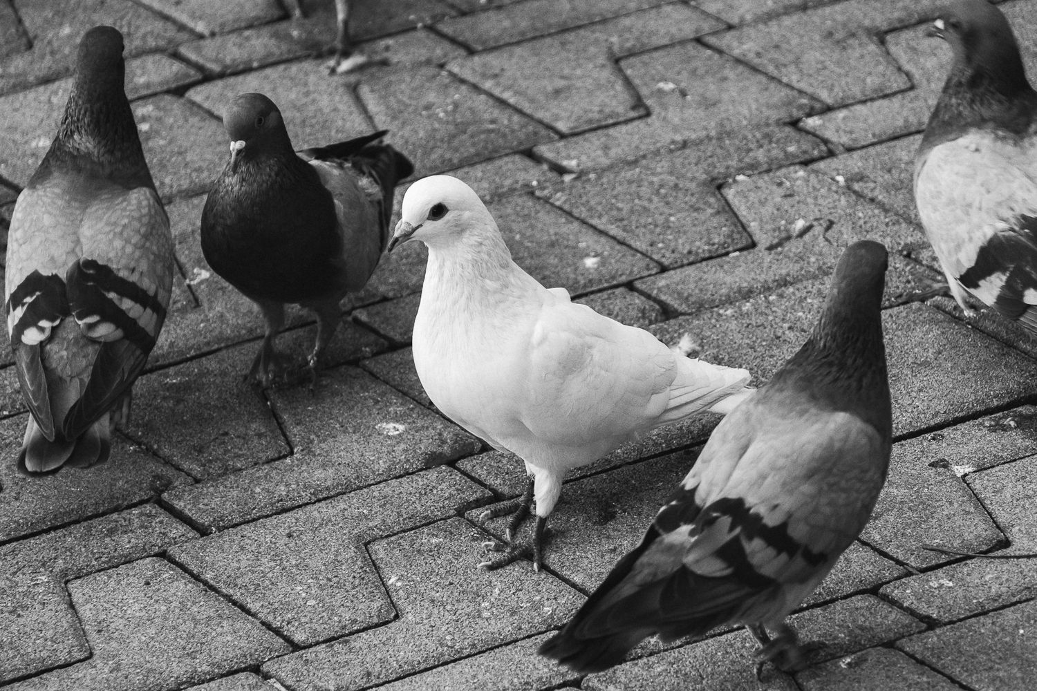 A white dove stands out among gray pigeons on a brick paved sidewalk in black and white photography.