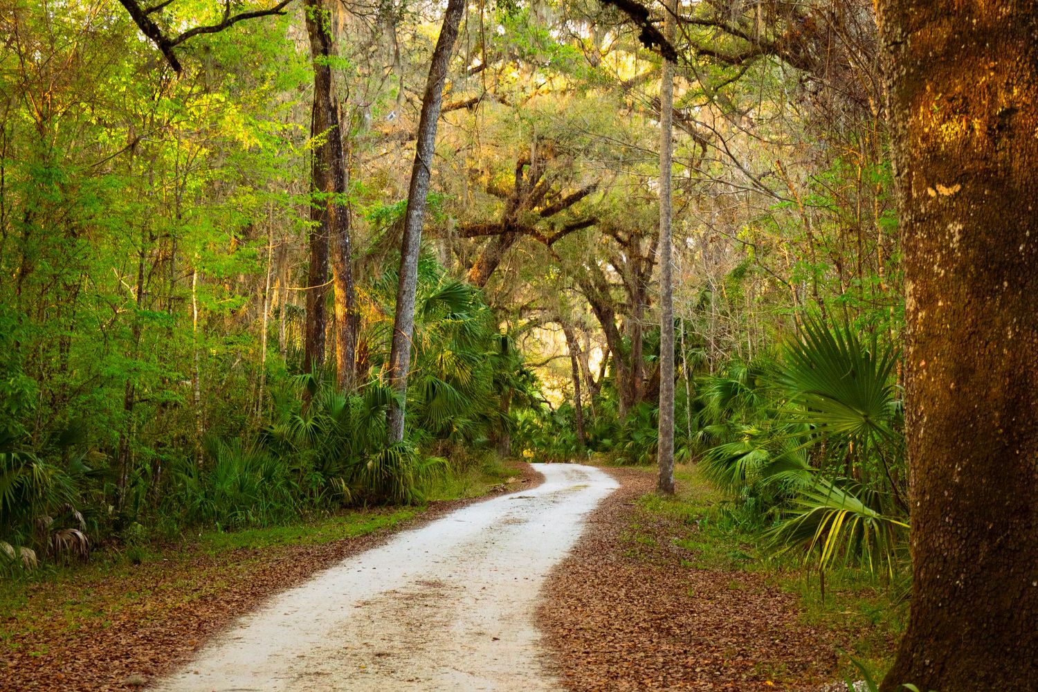 A winding dirt path leads through a lush green forest canopy with Spanish moss hanging from trees.