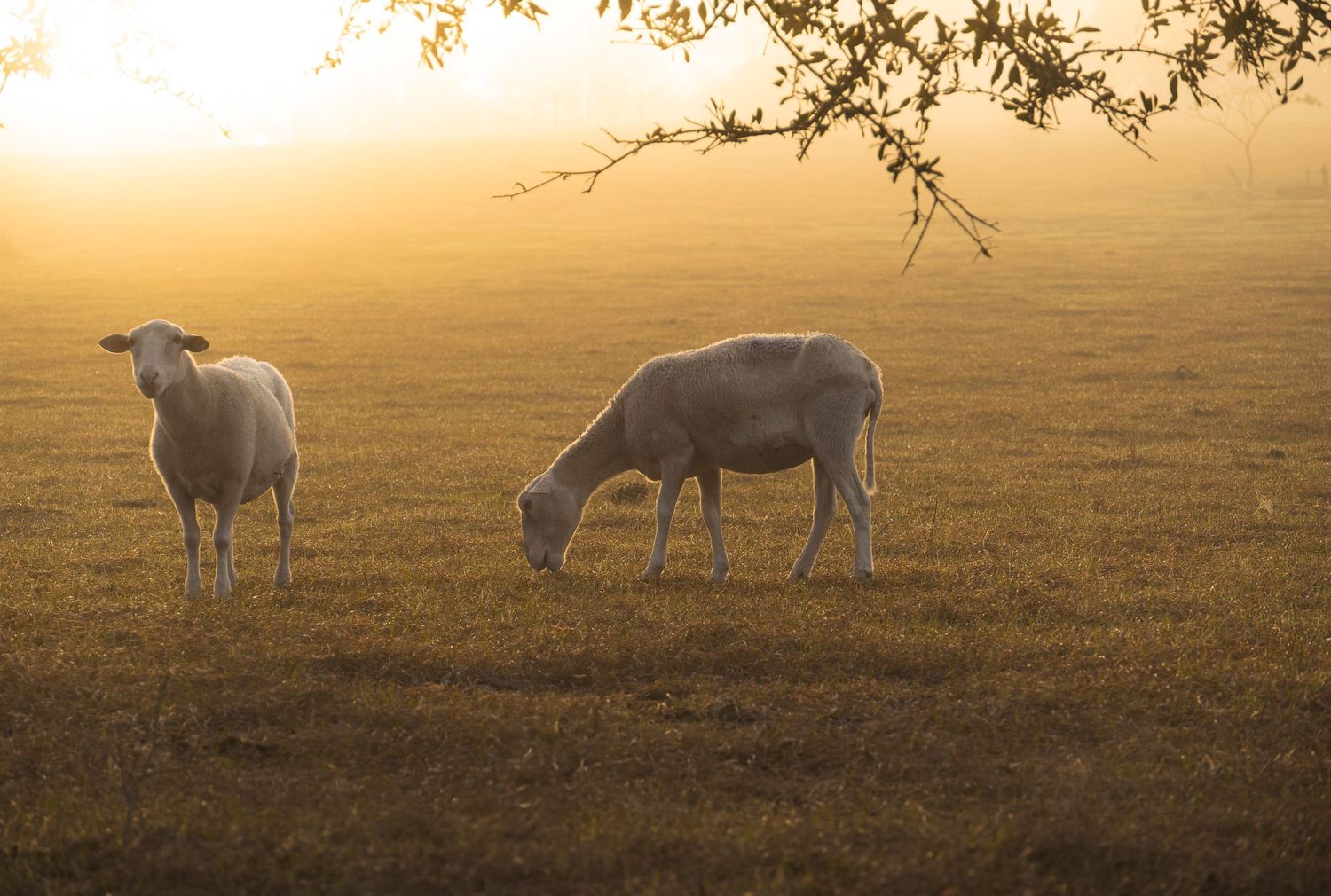Two sheep grazing in a misty field at sunrise with golden light filtering through the morning haze.