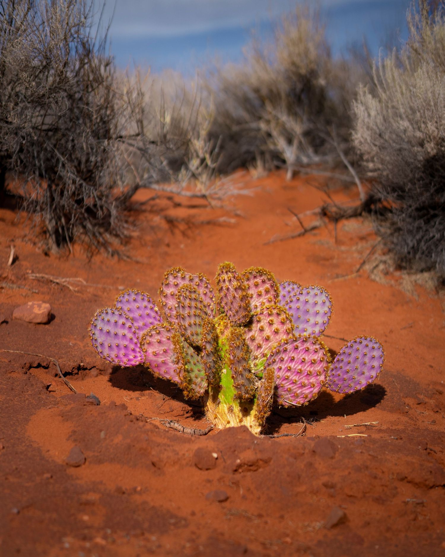 Pink flowering cactus growing in vibrant red desert soil with dry brush in the background.