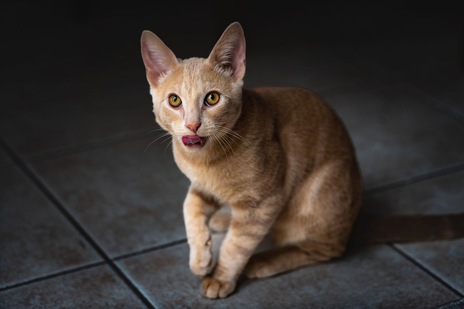 Ginger cat with pink tongue sticking out sits on dark tiled floor against shadowy background.