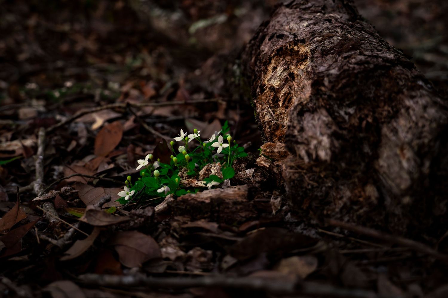 Small green plants emerging from dark soil beside a weathered log in a moody forest setting.