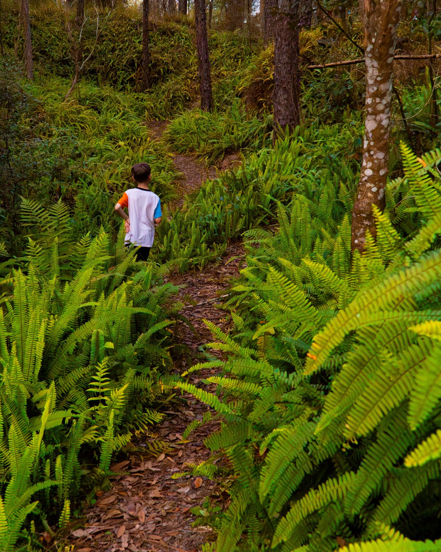 Hiker on forest trail surrounded by large green ferns and towering trees.