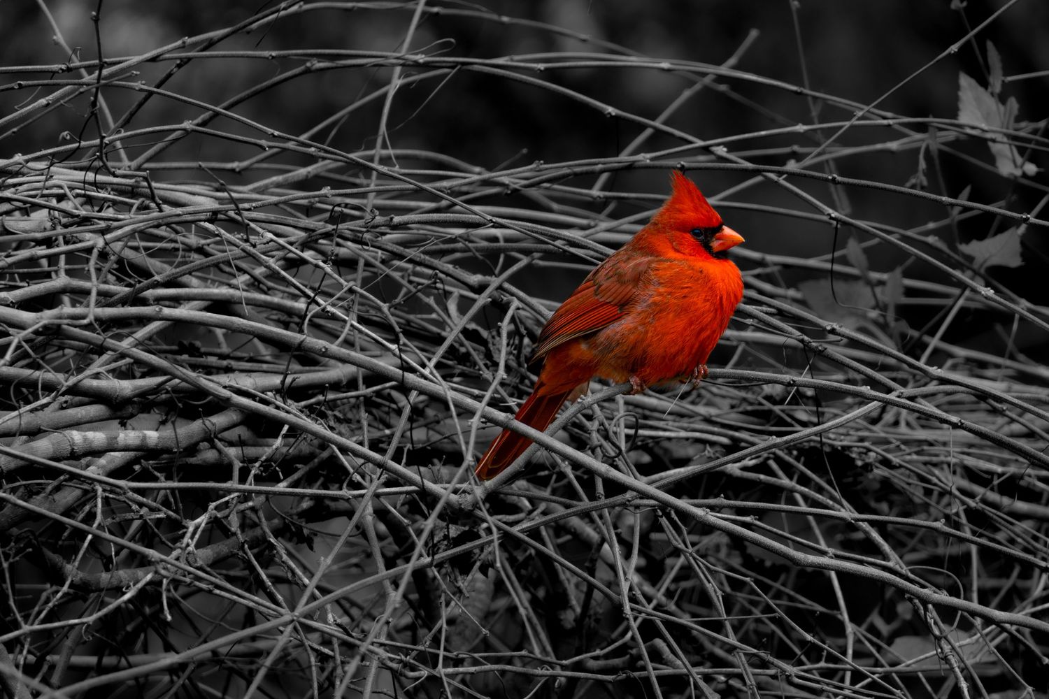 A vibrant red cardinal perches on gray branches in a striking selective color photograph.